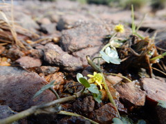 Ranunculus hyperboreus