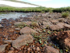 Ranunculus hyperboreus