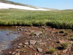 Ranunculus hyperboreus