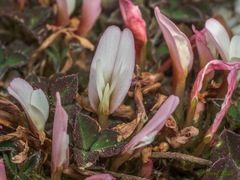 Trifolium uniflorum