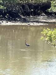 Egretta tricolor image