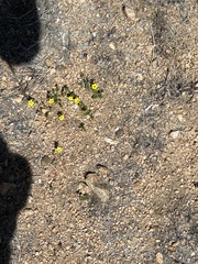 Leptosiphon chrysanthus