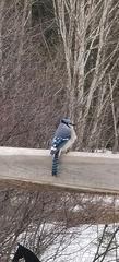 Cyanocitta cristata image