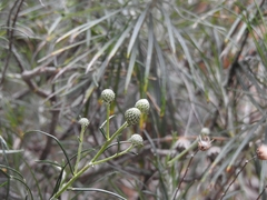 Ptilostemon chamaepeuce