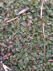 Calypogeia integristipula