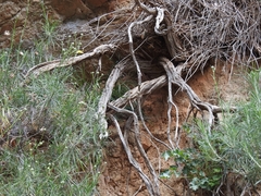 Ptilostemon chamaepeuce