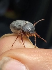 Phyllophaga micans