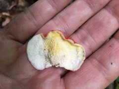 Phlebia incarnata image