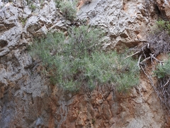 Ptilostemon chamaepeuce