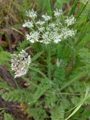 Daucus muricatus