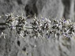 Petromarula pinnata