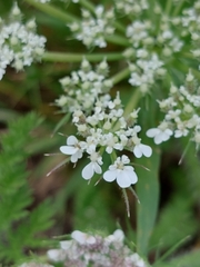 Daucus muricatus