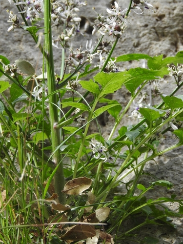 Image of Petromarula pinnata by (c) Yves Bas, some rights reserved (CC BY)