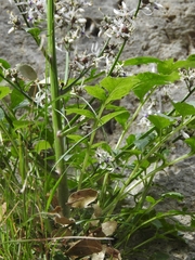 Petromarula pinnata