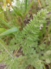 Daucus muricatus