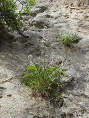 Petromarula pinnata