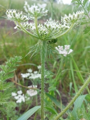 Daucus muricatus