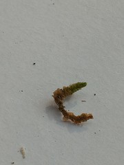 Calypogeia integristipula