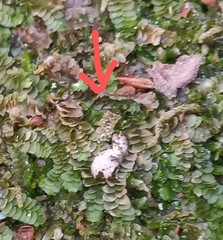 Calypogeia integristipula