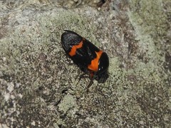 Cosmoscarta abdominalis