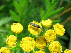 Oedemera lateralis
