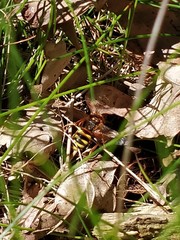 Nomada lathburiana