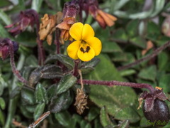 Viola scorpiuroides