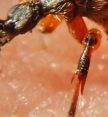 Bibio xanthopus