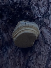 Laricifomes