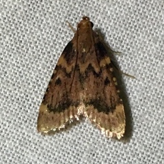 Aglossa disciferalis