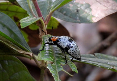 Cypherotylus vicinus