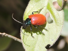 Leptarthra abdominalis