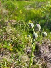 Cirsium nuttallii