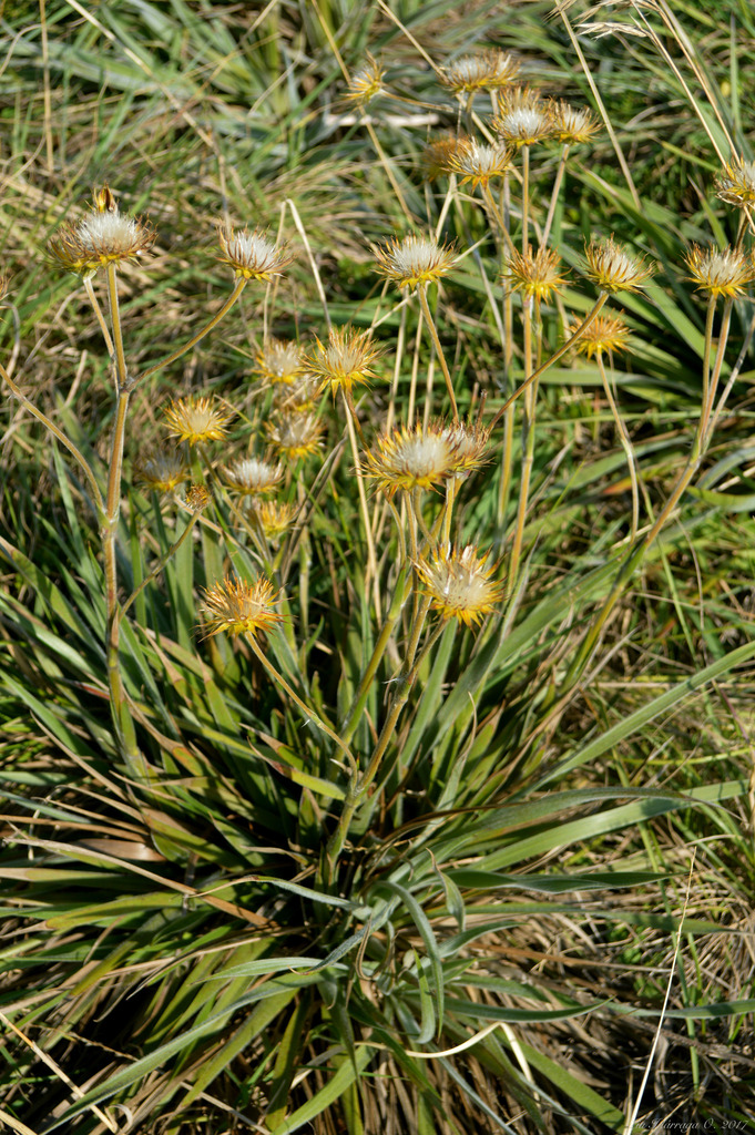 Schlechtendalia