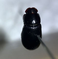 Stenotothorax badipes