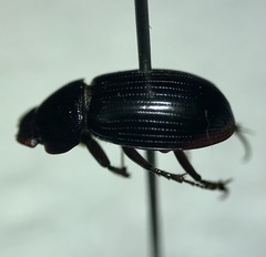 Stenotothorax badipes