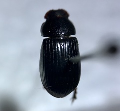 Stenotothorax badipes