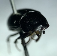 Stenotothorax badipes