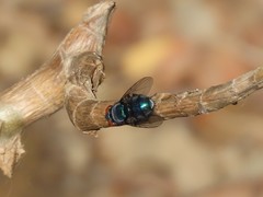 Chrysomya marginalis