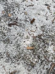 Pseudomethoca oculata