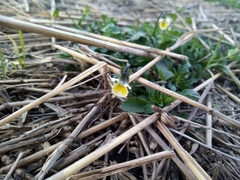 Viola arvensis