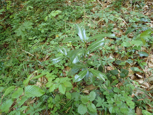 vavrínovec lekársky (Prunus laurocerasus)