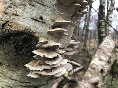 Trametes versicolor