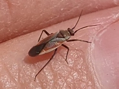 Lopidea marginata