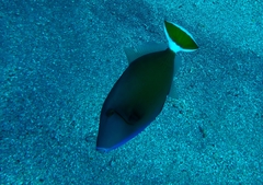 Sufflamen albicaudatum