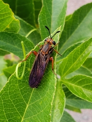 Phyllomydas parvulus
