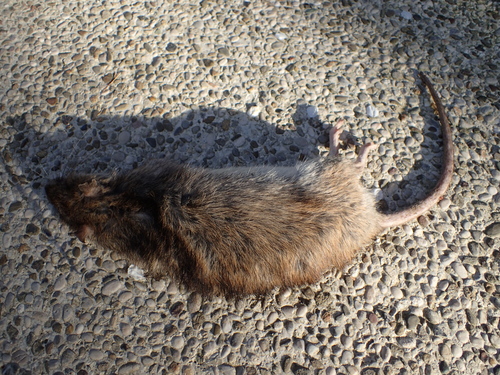 potkan hnedý (Rattus norvegicus)