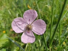 Papaver