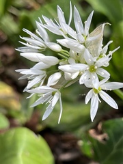 Allium ursinum ursinum