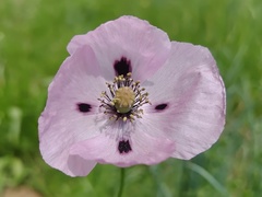 Papaver